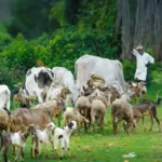 NLM Udyamimitra योजना: पशुधन व्यवसायासाठी अर्जाची तयारी 3 NLM उद्यमित्र योजना पशुधन व्यवसाय