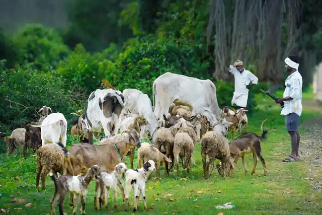 मेंढी पालन करणारे शेतकरी