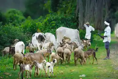 पशुधन व्यवसाय आणि NLM योजनेची माहिती