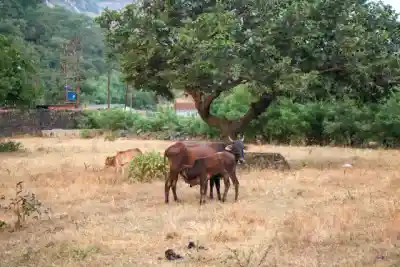 गाय आणि म्हैस पालन योजनेची माहिती