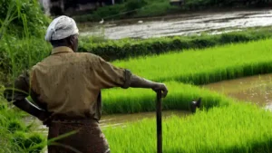 पीक विमा अर्ज आणि लाभाची माहिती