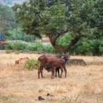 महाराष्ट्र राज्यगीत जय जय महाराष्ट्र माझा
