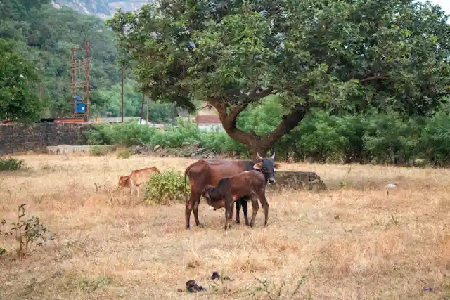 महाराष्ट्रातील ग्रामीण परिसर आणि पशुधन